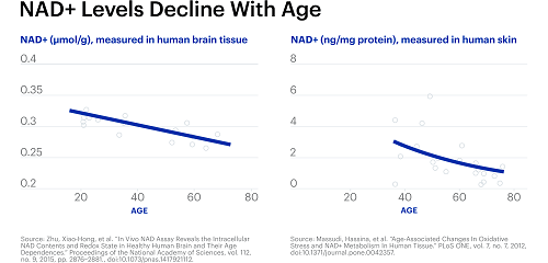 nad+ levels decline with age